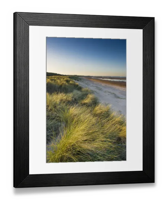 Framed Print : Marram Grass (Ammophila arenaria) growing in coastal sand dune habitat, looking towards Gun Hill, Holkham Beach Framed Print : Marram Grass (Ammophila arenaria) growing in coastal sand dune habitat, looking towards Gun Hill, Holkham Beach