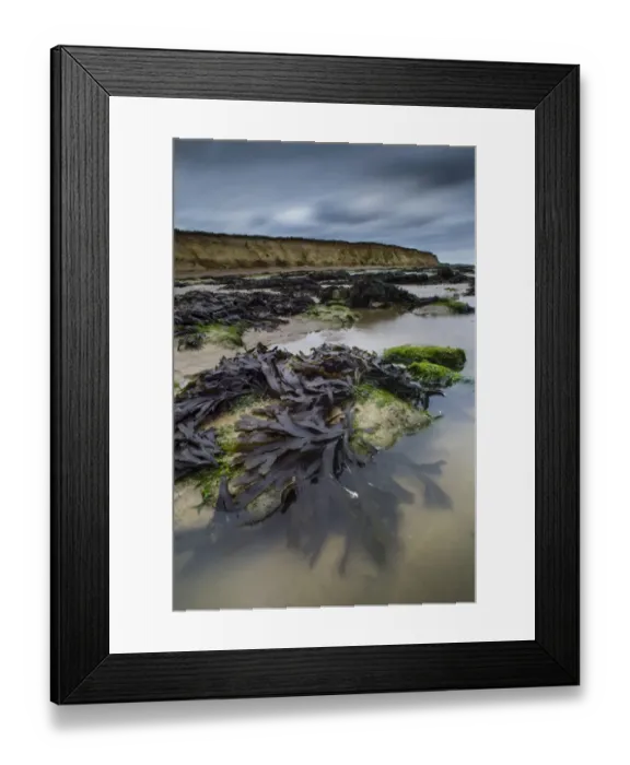 Framed Print : Toothed Wrack (Fucus serratus) fronds, exposed on beach at low tide, Reculver, Kent, England, June Framed Print : Toothed Wrack (Fucus serratus) fronds, exposed on beach at low tide, Reculver, Kent, England, June