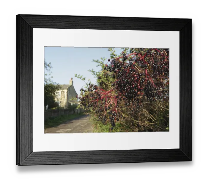 Framed Print : Elder (Sambucus nigra) close-up of berries, growing in hedgerow beside country lane, with house in background, Thorner