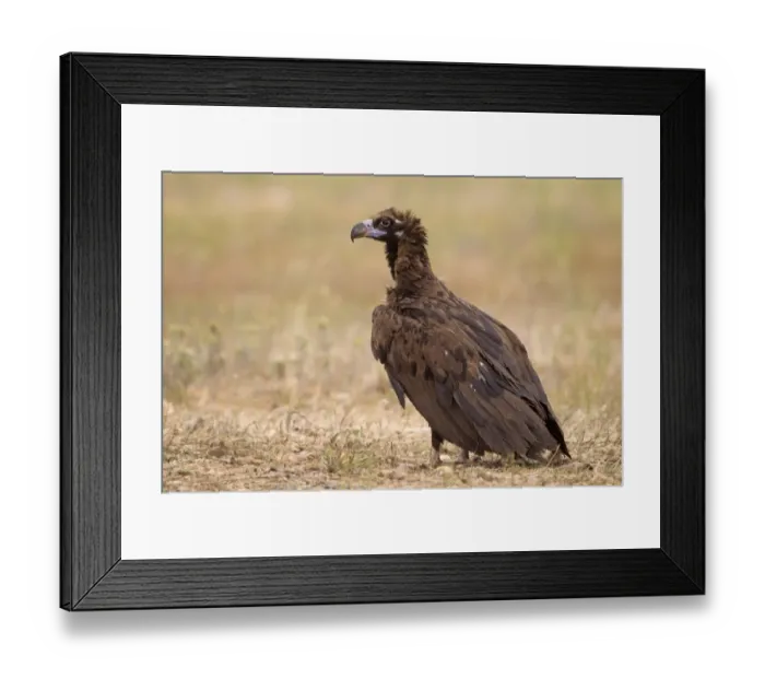 Framed Print : Eurasian Black Vulture (Aegypius monachus) juvenile, standing in field, Castilla y Leon, Spain, May Framed Print : Eurasian Black Vulture (Aegypius monachus) juvenile, standing in field, Castilla y Leon, Spain, May