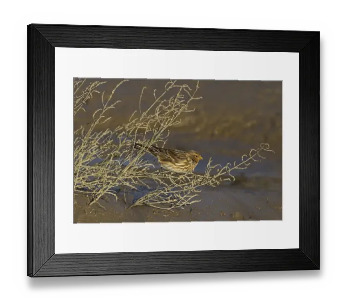 Framed Print : Twite (Acanthis flavirostris) adult male, non-breeding plumage, feeding on Glasswort (Salicornia sp. ) seeds, Norfolk Framed Print : Twite (Acanthis flavirostris) adult male, non-breeding plumage, feeding on Glasswort (Salicornia sp. ) seeds, Norfolk