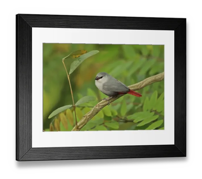 Framed Print : Lavender Waxbill (Estrilda caerulescens) adult female, perched on twig, Mole N. P. Ghana, February Framed Print : Lavender Waxbill (Estrilda caerulescens) adult female, perched on twig, Mole N. P. Ghana, February