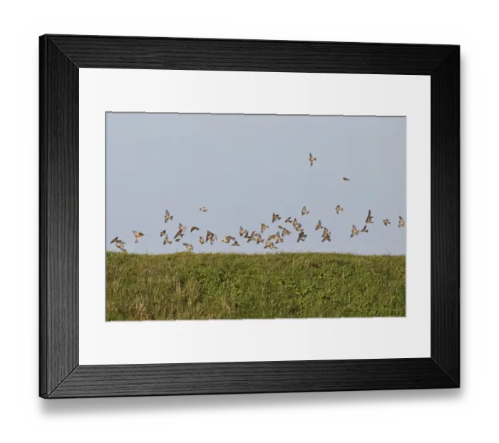 Framed Print : Twite (Acanthis flavirostris) flock, non-breeding plumage, in flight over sea wall, Norfolk, England, January Framed Print : Twite (Acanthis flavirostris) flock, non-breeding plumage, in flight over sea wall, Norfolk, England, January