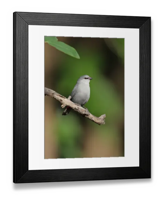 Framed Print : Lavender Waxbill (Estrilda caerulescens) adult male, perched on twig, Mole N. P. Ghana, February Framed Print : Lavender Waxbill (Estrilda caerulescens) adult male, perched on twig, Mole N. P. Ghana, February