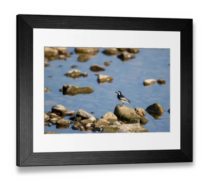 Framed Print : Pied Wagtail (Motacilla alba yarrellii) adult male, breeding plumage, standing on rock in river, River Ure, Leyburn Framed Print : Pied Wagtail (Motacilla alba yarrellii) adult male, breeding plumage, standing on rock in river, River Ure, Leyburn