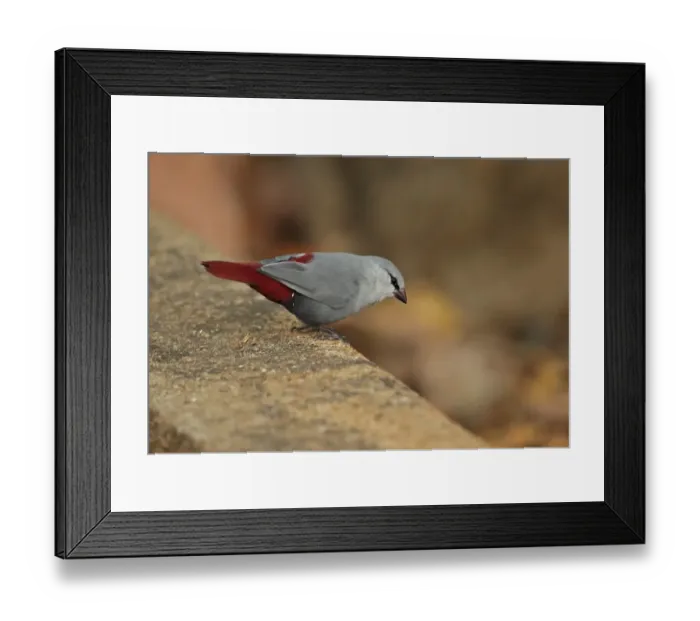 Framed Print : Lavender Waxbill (Estrilda caerulescens) adult male, standing on stone drain, Mole N. P. Ghana, February Framed Print : Lavender Waxbill (Estrilda caerulescens) adult male, standing on stone drain, Mole N. P. Ghana, February