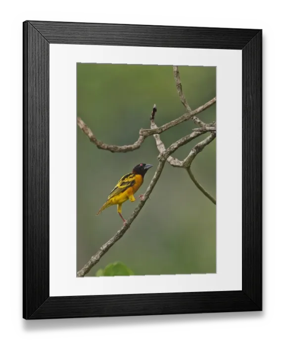 Framed Print : Village Weaver (Ploceus cucullatus cucullatus) adult male, perched on twig, Stingless-bee Road, Ghana, February Framed Print : Village Weaver (Ploceus cucullatus cucullatus) adult male, perched on twig, Stingless-bee Road, Ghana, February