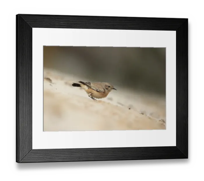 Framed Print : Desert Wheatear (Oenanthe deserti) immature female, first winter plumage, vagrant standing on sand, Norfolk, England Framed Print : Desert Wheatear (Oenanthe deserti) immature female, first winter plumage, vagrant standing on sand, Norfolk, England