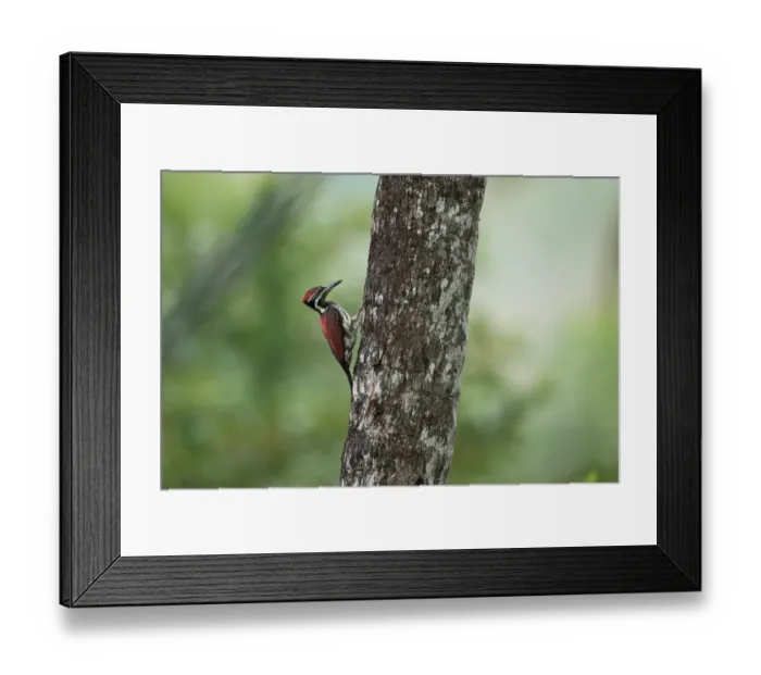 Framed Print : Black-rumped Flameback (Dinopium benghalense psarodes) adult male, clinging to tree trunk, Sri Lanka, February Framed Print : Black-rumped Flameback (Dinopium benghalense psarodes) adult male, clinging to tree trunk, Sri Lanka, February