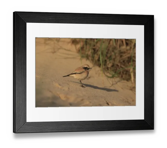 Framed Print : Desert Wheatear (Oenanthe deserti) immature male, first winter plumage, vagrant standing on sand, Norfolk, England Framed Print : Desert Wheatear (Oenanthe deserti) immature male, first winter plumage, vagrant standing on sand, Norfolk, England