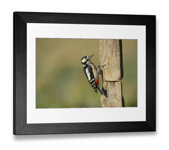 Framed Print : Great Spotted Woodpecker (Dendrocopos major) adult male, foraging on fencepost, Norfolk, England, January Framed Print : Great Spotted Woodpecker (Dendrocopos major) adult male, foraging on fencepost, Norfolk, England, January