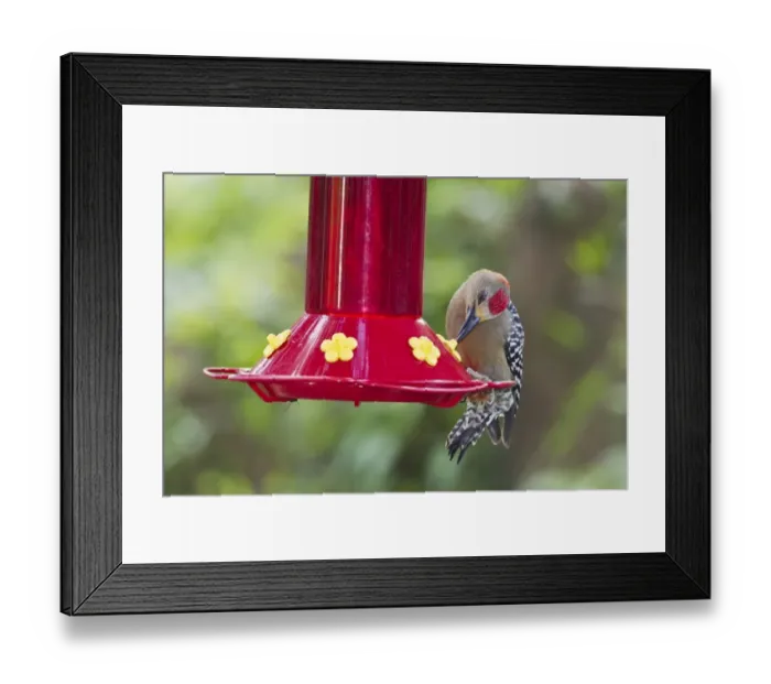Framed Print : Red-crowned Woodpecker (Melanerpes rubricapillus) adult male, feeding at hummingbird feeder, Tobago Framed Print : Red-crowned Woodpecker (Melanerpes rubricapillus) adult male, feeding at hummingbird feeder, Tobago
