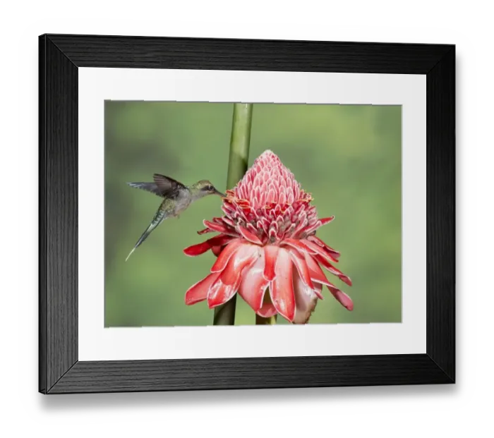 Framed Print : Green Hermit (Phaethornis guy) adult male, in flight, hovering and feeding on flower, Trinidad, Trinidad and Tobago Framed Print : Green Hermit (Phaethornis guy) adult male, in flight, hovering and feeding on flower, Trinidad, Trinidad and Tobago
