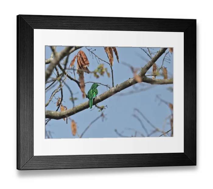 Framed Print : African Emerald Cuckoo (Chrysococcyx cupreus) adult, perched on branch, Atewa, Ghana, February Framed Print : African Emerald Cuckoo (Chrysococcyx cupreus) adult, perched on branch, Atewa, Ghana, February