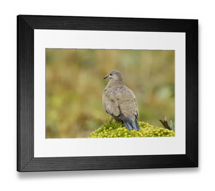 Framed Print : Black-winged Ground-dove (Metriopelia melanoptera) adult, standing on vegetation covered rock after rainfall, Antisana Framed Print : Black-winged Ground-dove (Metriopelia melanoptera) adult, standing on vegetation covered rock after rainfall, Antisana