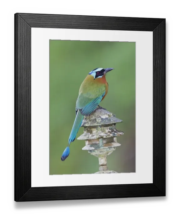 Framed Print : Trinidad Motmot (Momotus bahamensis) adult, perched on light fitting, Tobago, Trinidad and Tobago, November