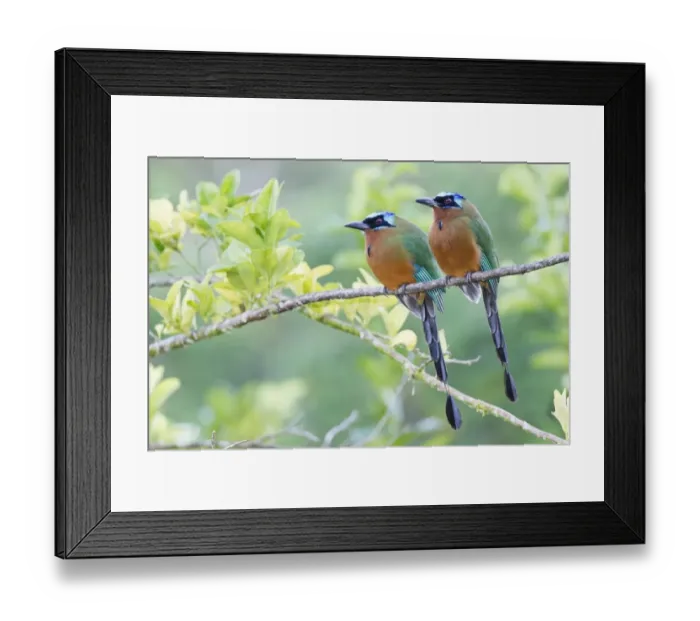 Framed Print : Trinidad Motmot (Momotus bahamensis) adult pair, perched on branch, Tobago, Trinidad and Tobago, November
