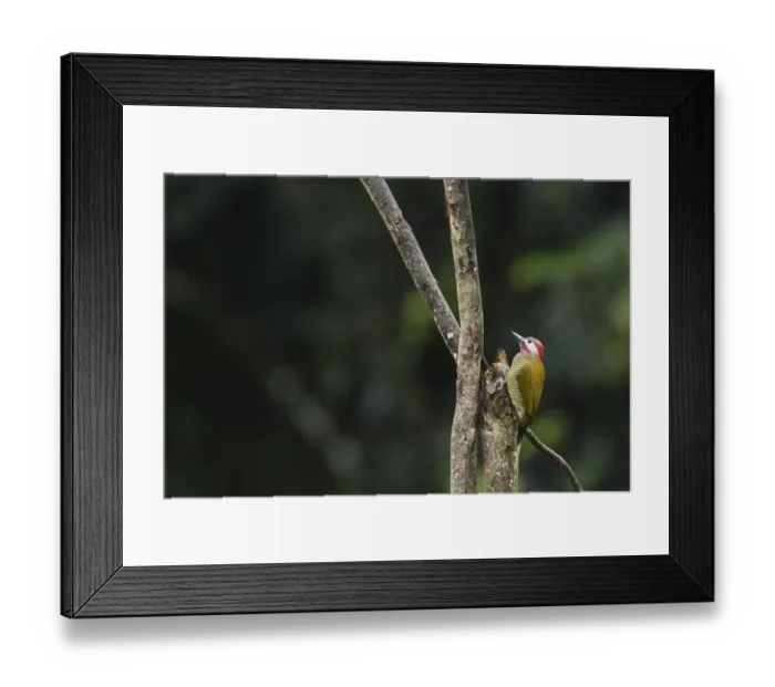 Framed Print : Golden-olive Woodpecker (Colaptes rubiginosus trinitatis) adult male, clinging to tree snag, Trinidad Framed Print : Golden-olive Woodpecker (Colaptes rubiginosus trinitatis) adult male, clinging to tree snag, Trinidad