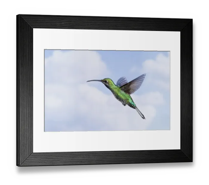 Framed Print : White-tailed Sabrewing (Campylopterus ensipennis) adult male, in flight, Tobago, Trinidad and Tobago, November Framed Print : White-tailed Sabrewing (Campylopterus ensipennis) adult male, in flight, Tobago, Trinidad and Tobago, November
