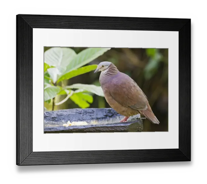Framed Print : White-throated Quail-dove (Geotrygon frenata) adult, standing at feeding station, Ecuador, October
