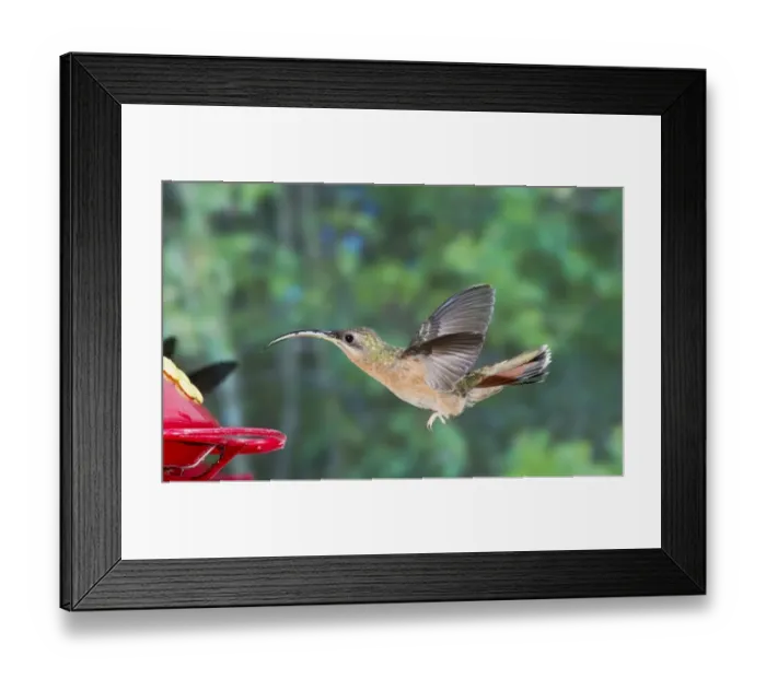 Framed Print : Rufous-breasted Hermit (Glaucis hirsutus) adult, in flight, hovering at feeder, Trinidad, Trinidad and Tobago, November