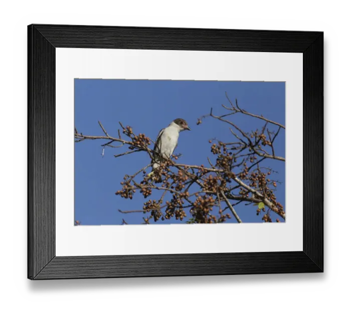 Framed Print : Masked Tityra (Tityra semifasciata) immature, perched in fruiting tree, Yucatan Peninsula, Mexico, October Framed Print : Masked Tityra (Tityra semifasciata) immature, perched in fruiting tree, Yucatan Peninsula, Mexico, October