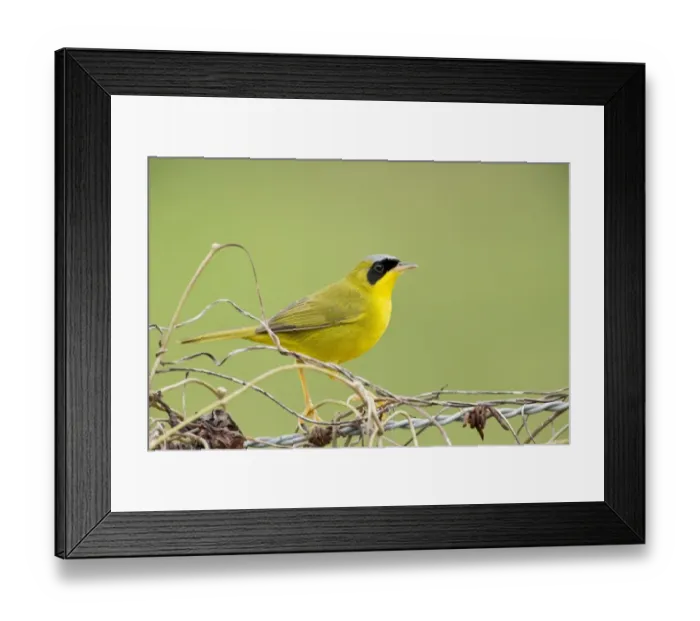 Framed Print : Masked Yellowthroat (Geothlypis aequinoctialis) adult male, perched amongst stems on barbed wire fence, Trinidad Framed Print : Masked Yellowthroat (Geothlypis aequinoctialis) adult male, perched amongst stems on barbed wire fence, Trinidad