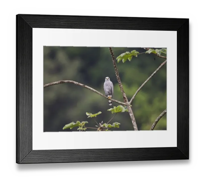 Framed Print : Grey-lined Hawk (Buteo nitidus) adult, perched on branch, Trinidad, Trinidad and Tobago, November Framed Print : Grey-lined Hawk (Buteo nitidus) adult, perched on branch, Trinidad, Trinidad and Tobago, November
