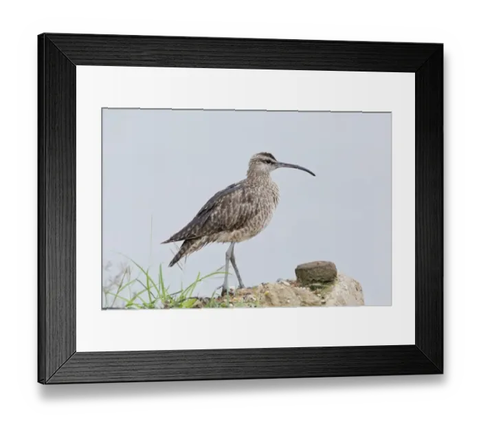 Framed Print : Hudsonian Whimbrel (Numenius hudsonicus) adult, standing on ground, Trinidad, Trinidad and Tobago, November Framed Print : Hudsonian Whimbrel (Numenius hudsonicus) adult, standing on ground, Trinidad, Trinidad and Tobago, November