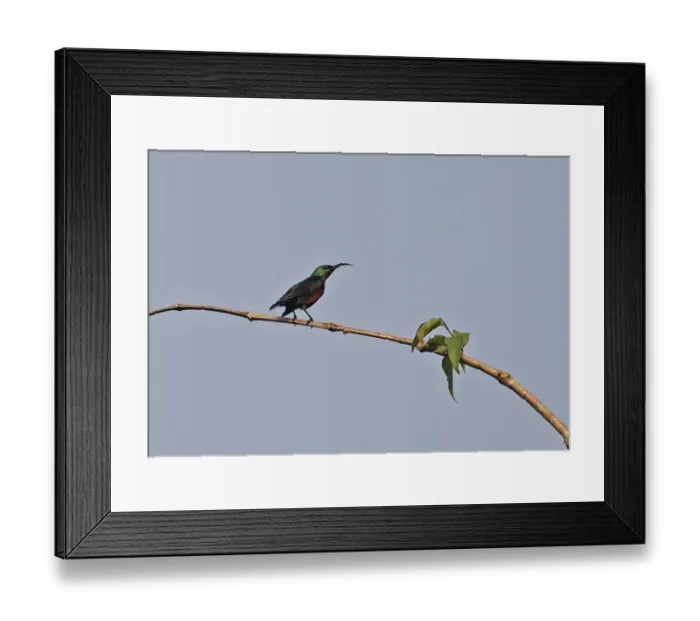 Framed Print : Johannas Sunbird (Cinnyris johannae) adult male, perched on twig, Stingless-bee Road, near Kakum, Ghana, February