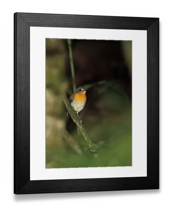 Framed Print : Forest Robin (Stiphrornis erythrothorax erythrothorax) adult, perched on branch, Ankasa Reserve, Ghana, February Framed Print : Forest Robin (Stiphrornis erythrothorax erythrothorax) adult, perched on branch, Ankasa Reserve, Ghana, February