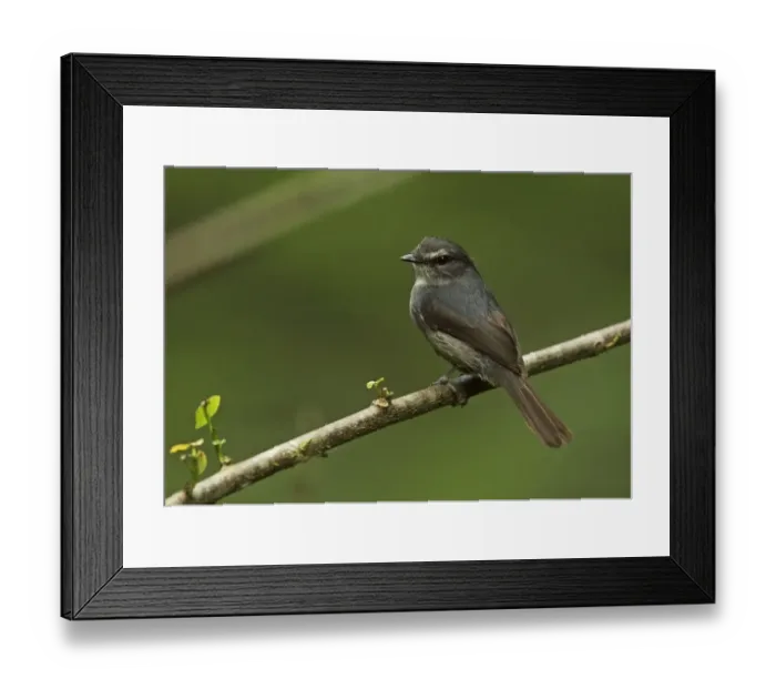 Framed Print : Dusky-blue Flycatcher (Muscicapa comitata aximensis) adult, perched on twig over water, Ankasa Reserve, Ghana, February Framed Print : Dusky-blue Flycatcher (Muscicapa comitata aximensis) adult, perched on twig over water, Ankasa Reserve, Ghana, February