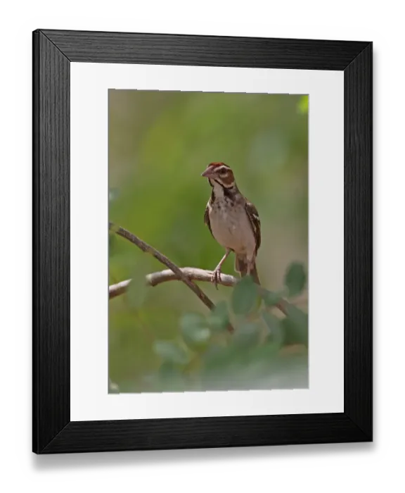 Framed Print : Chestnut-crowned Sparrow-weaver (Plocepasser superciliosus) adult, perched on twig, Mole N. P. Ghana, February Framed Print : Chestnut-crowned Sparrow-weaver (Plocepasser superciliosus) adult, perched on twig, Mole N. P. Ghana, February