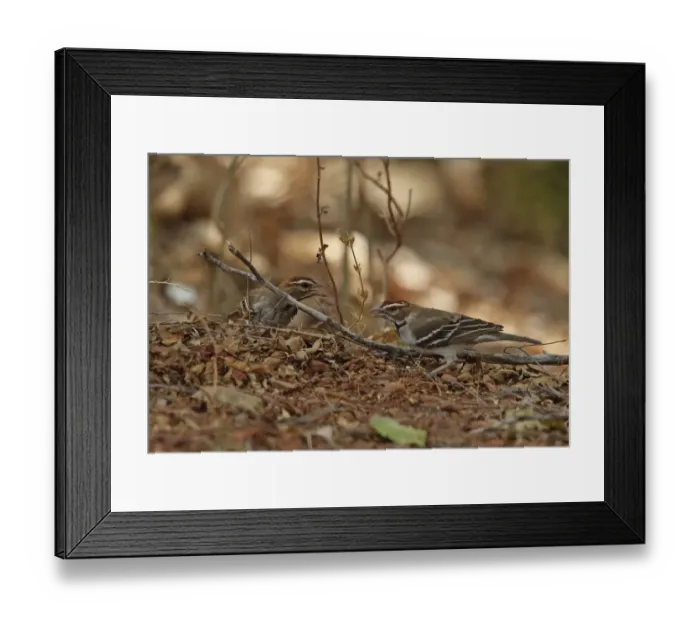 Framed Print : Chestnut-crowned Sparrow-weaver (Plocepasser superciliosus) two adults, feeding on ground, Mole N. P. Ghana, February Framed Print : Chestnut-crowned Sparrow-weaver (Plocepasser superciliosus) two adults, feeding on ground, Mole N. P. Ghana, February
