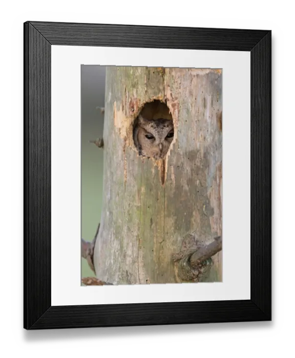 Framed Print : Sunda Scops-owl (Otus lempiji) adult, looking out from hole in tree (captive) Framed Print : Sunda Scops-owl (Otus lempiji) adult, looking out from hole in tree (captive)