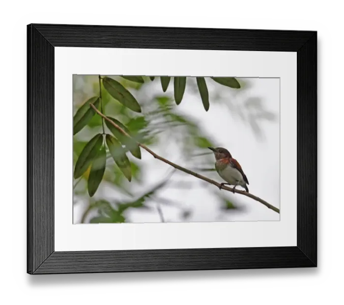 Framed Print : Chestnut Wattle-eye (Platysteira castanea hormophora) adult female, perched on twig, Abrafo Village Forest, Ghana Framed Print : Chestnut Wattle-eye (Platysteira castanea hormophora) adult female, perched on twig, Abrafo Village Forest, Ghana