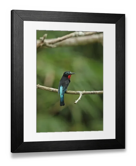 Framed Print : Black Bee-eater (Merops gularis gularis) adult, perched on branch, Kakum N. P. Ghana, February Framed Print : Black Bee-eater (Merops gularis gularis) adult, perched on branch, Kakum N. P. Ghana, February