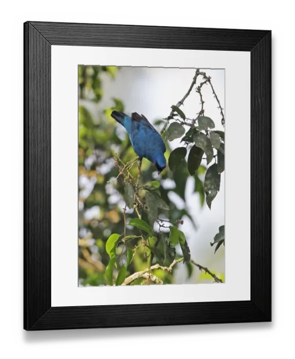 Framed Print : Blue Cuckooshrike (Coracina azurea) adult male, feeding in fruiting tree, Kakum N. P. Ghana, February Framed Print : Blue Cuckooshrike (Coracina azurea) adult male, feeding in fruiting tree, Kakum N. P. Ghana, February