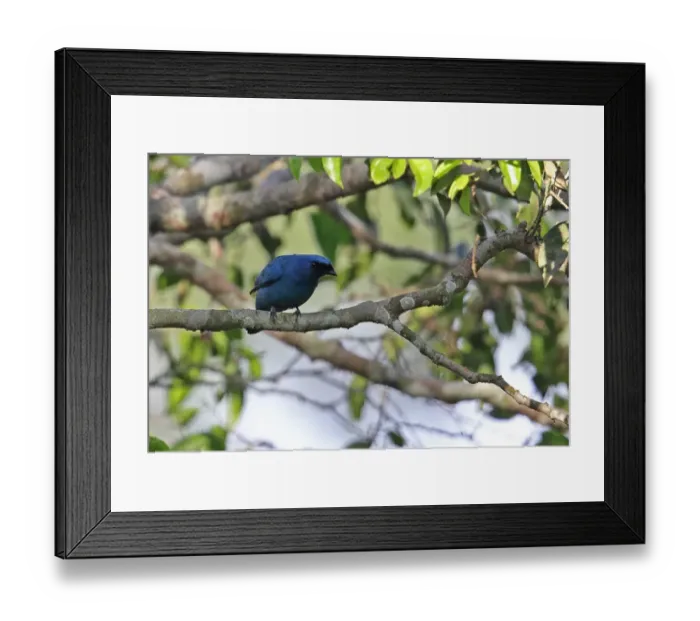 Framed Print : Blue Cuckooshrike (Coracina azurea) adult male, perched on branch, Kakum N. P. Ghana, February Framed Print : Blue Cuckooshrike (Coracina azurea) adult male, perched on branch, Kakum N. P. Ghana, February