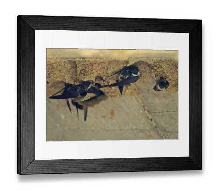 Framed Print : Preusss Cliff Swallow (Petrochelidon preussi) adults, colony at nests under road bridge, Twifo Proso, Ghana, February Framed Print : Preusss Cliff Swallow (Petrochelidon preussi) adults, colony at nests under road bridge, Twifo Proso, Ghana, February