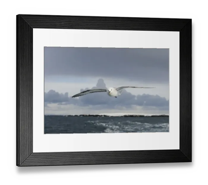 Framed Print : Northern Fulmar (Fulmarus glacialis) adult, in flight, Grundafjordur, Snaefellsnes, Vesturland, Iceland, March