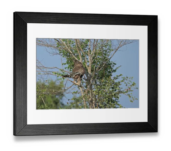 Framed Print : Changeable Hawk-eagle (Nisaetus cirrhatus ceylanensis) adult, collecting branch for nesting material, Sri Lanka Framed Print : Changeable Hawk-eagle (Nisaetus cirrhatus ceylanensis) adult, collecting branch for nesting material, Sri Lanka