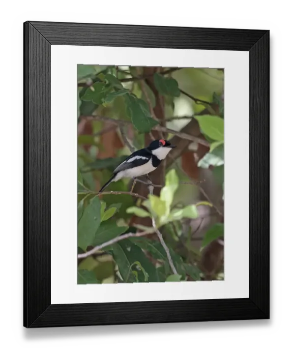 Framed Print : Brown-throated Wattle-eye (Platysteira cyanea cyanea) adult male, perched on twig, Mole N. P. Ghana, February Framed Print : Brown-throated Wattle-eye (Platysteira cyanea cyanea) adult male, perched on twig, Mole N. P. Ghana, February