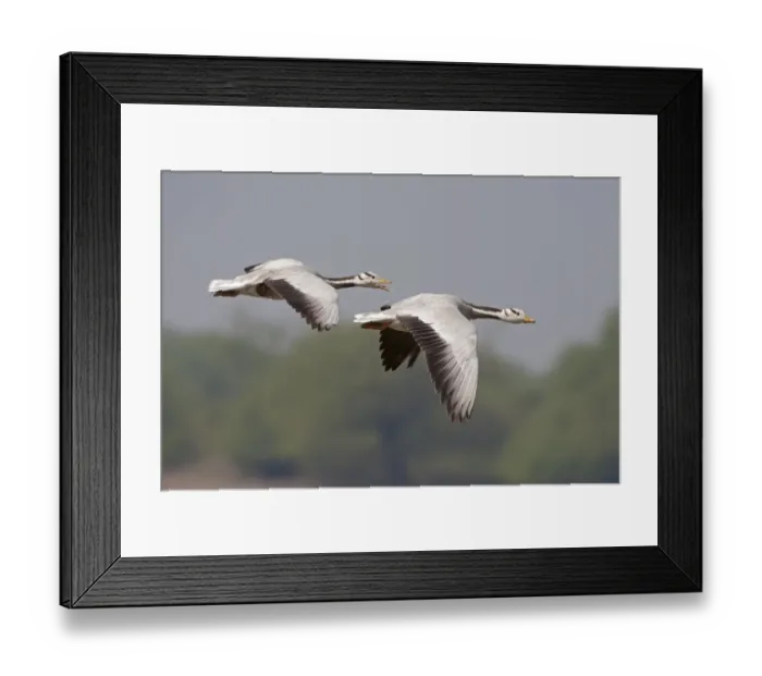 Framed Print : Bar-headed Goose (Anser indicus) two adults, in flight, Keoladeo Ghana N. P. (Bharatpur), Rajasthan, India, February Framed Print : Bar-headed Goose (Anser indicus) two adults, in flight, Keoladeo Ghana N. P. (Bharatpur), Rajasthan, India, February