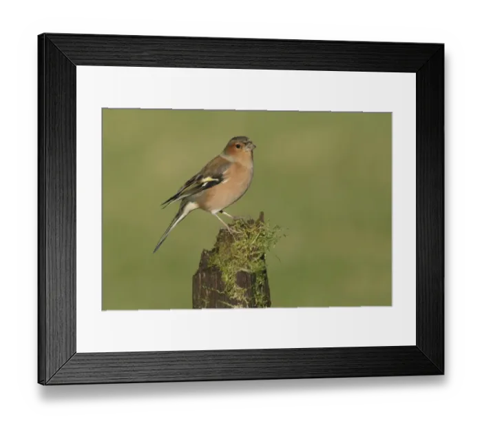 Framed Print : Common Chaffinch (Fringilla coelebs) adult male, perched on mossy stump, West Yorkshire, England, December