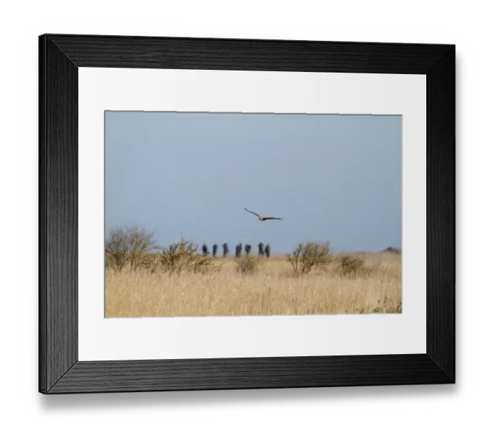 Framed Print : Western Marsh Harrier (Circus aeruginosus) in flight, over reedbed in coastal marshland habitat