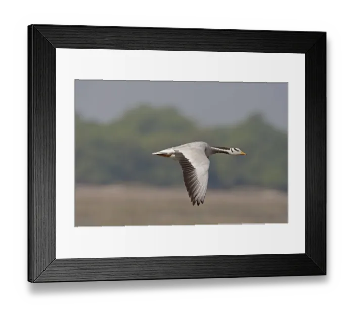 Framed Print : Bar-headed Goose (Anser indicus) adult, in flight, Keoladeo Ghana N. P. (Bharatpur), Rajasthan, India, February Framed Print : Bar-headed Goose (Anser indicus) adult, in flight, Keoladeo Ghana N. P. (Bharatpur), Rajasthan, India, February