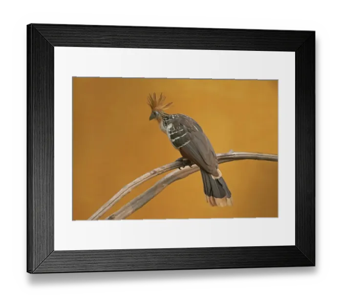 Framed Print : Hoatzin (Opisthocomus hoazin) adult, perched on branch, Tambopata National Reserve, Amazon Basin, Peruvian Amazon Framed Print : Hoatzin (Opisthocomus hoazin) adult, perched on branch, Tambopata National Reserve, Amazon Basin, Peruvian Amazon