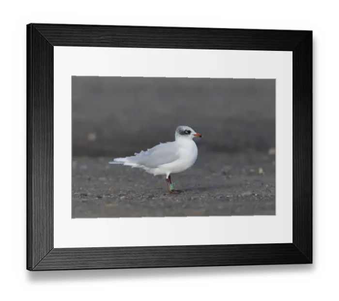 Framed Print : Mediterranean Gull (Larus melanocephalus) adult, non-breeding plumage, with identification leg rings Framed Print : Mediterranean Gull (Larus melanocephalus) adult, non-breeding plumage, with identification leg rings