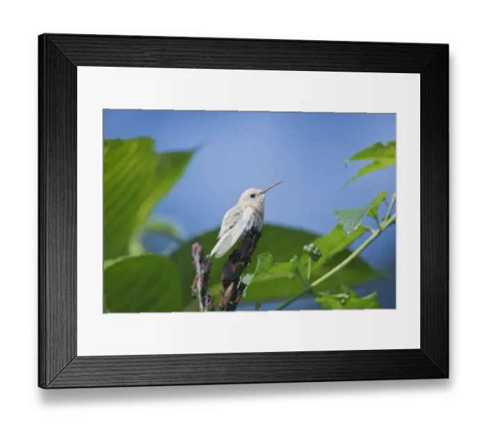 Framed Print : Copper-rumped Hummingbird (Amazilia tobaci) adult, albinistic plumage, perched on flowerhead, Trinidad Framed Print : Copper-rumped Hummingbird (Amazilia tobaci) adult, albinistic plumage, perched on flowerhead, Trinidad